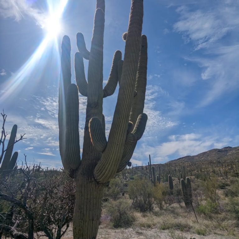 Arizona Trail – Day 6 to 9: Into Saguaro National Park..